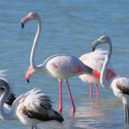 Διαμέρισμα Alba Rossa Torre Grande