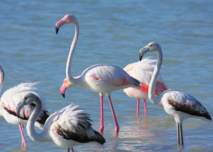 公寓 Alba Rossa 托里格兰德